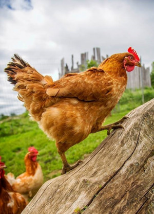 chickens at Barnyard Buddies in Lakeville