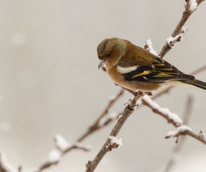 brown bird on snow covered tree branch