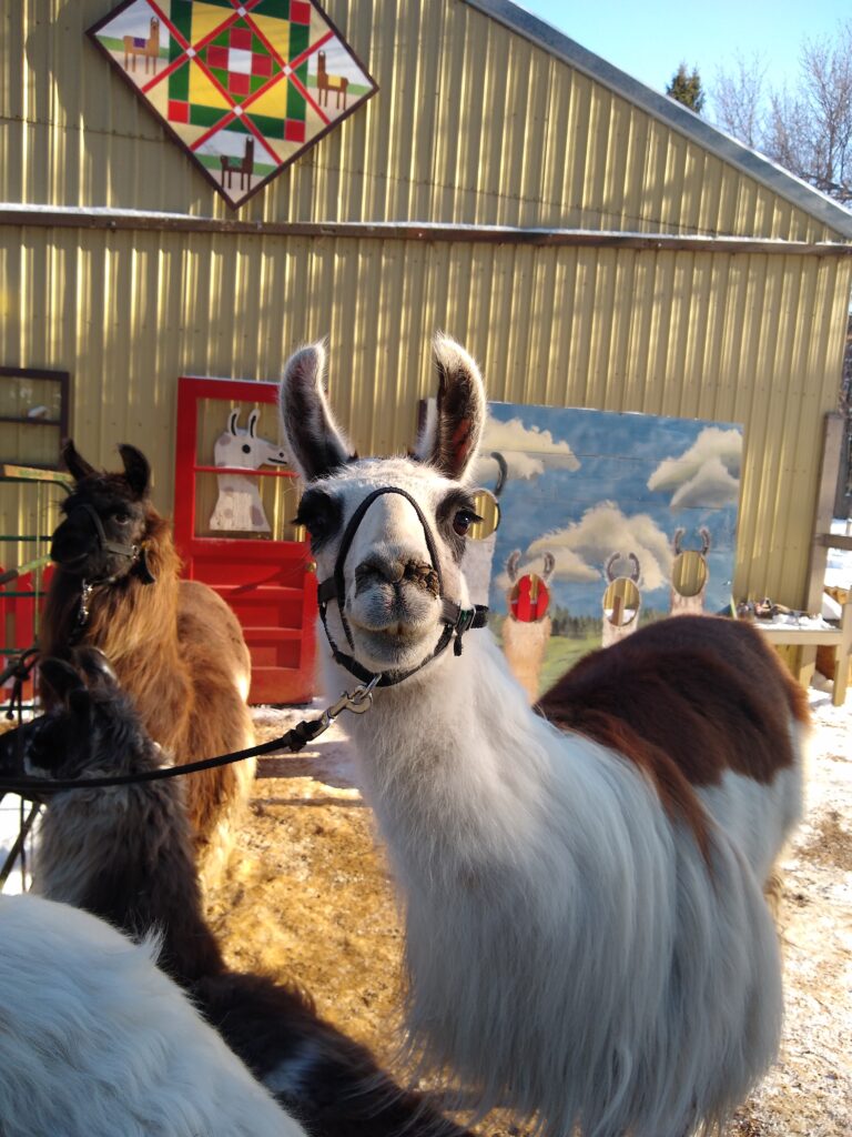 llama in front of barn