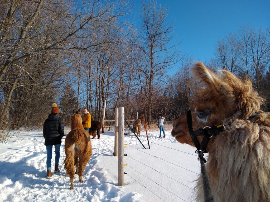 Carson's LLovable Llamas walking