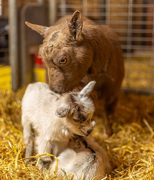 Farm Babies at the Minnesota Zoo April 29 through June 4 Thrifty