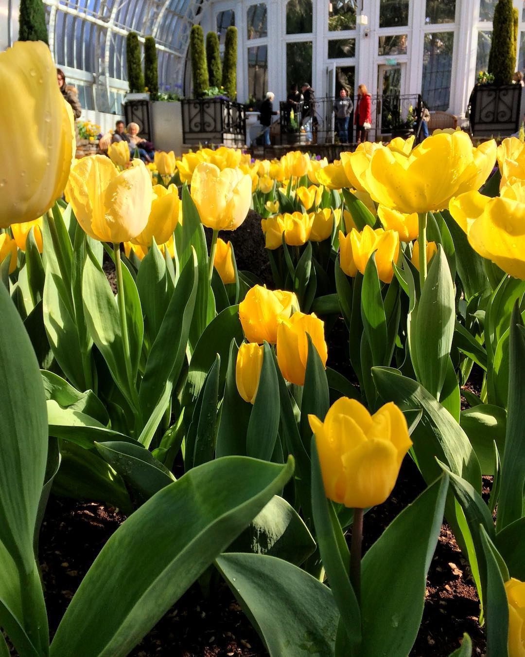 como park conservatory spring flower show thrifty minnesota