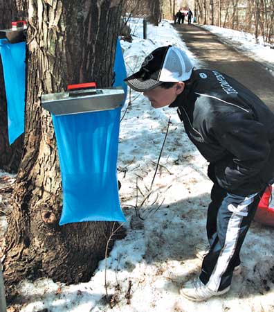 boy watching Tapped tree for maple syrup with hanging bag