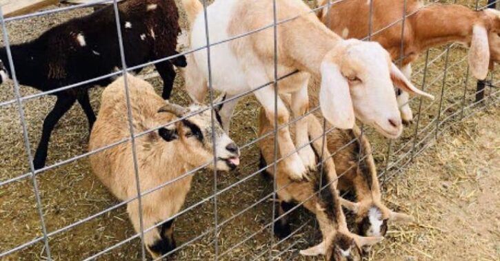 Petting Zoo at The Mustard Seed Garden Center