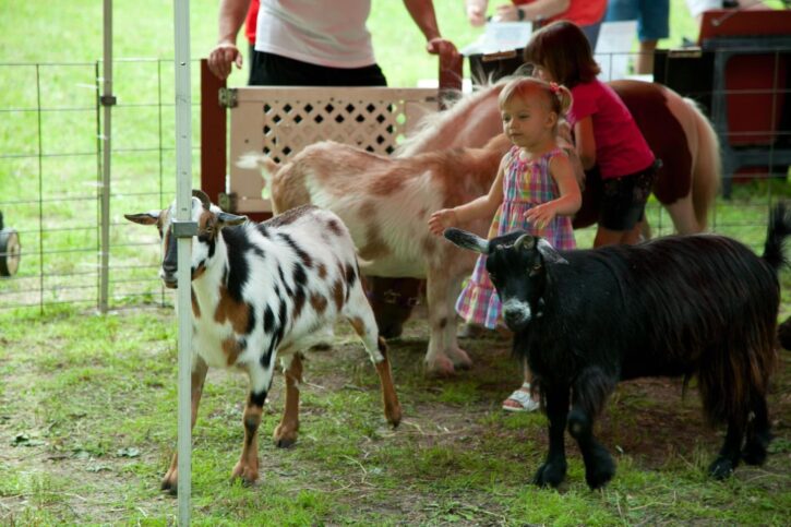 Petting Zoo at The Mustard Seed Garden Center