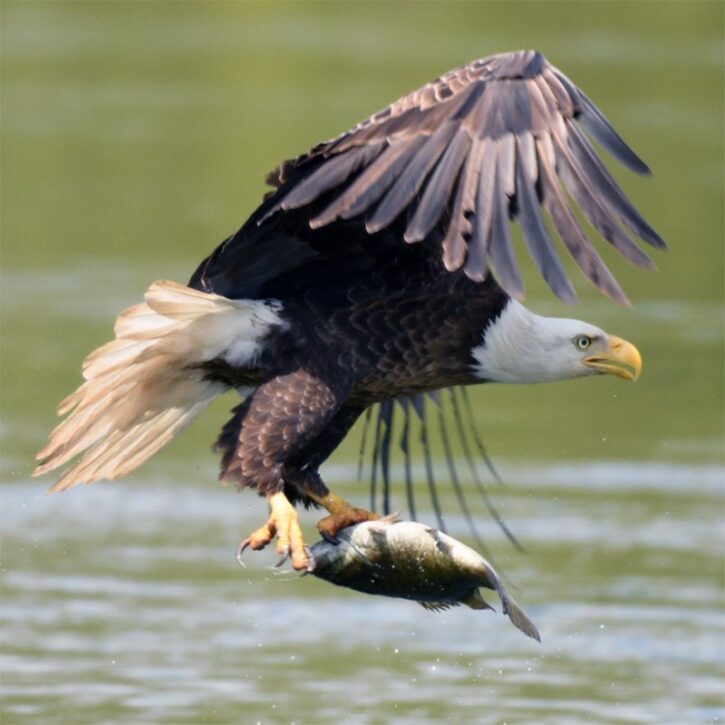 Bald Eagle with Fish