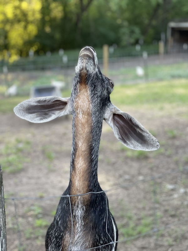 Goat at Alpha and Omega Farm