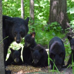 Mama bear and cubs.