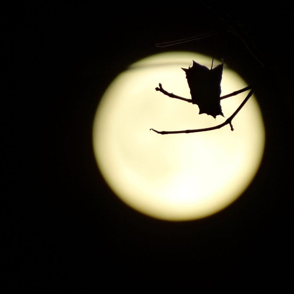 Halloween Bat in front of Moon.