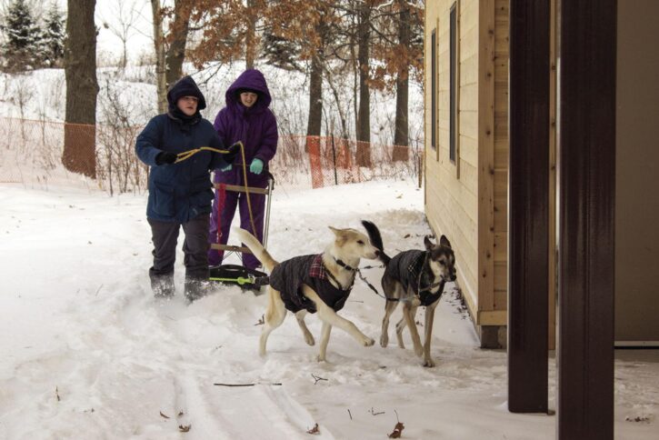 2 children kicksledding with dogs