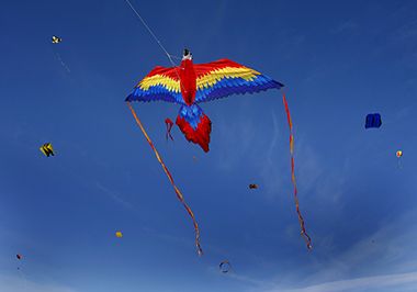 kite festival bird kite.