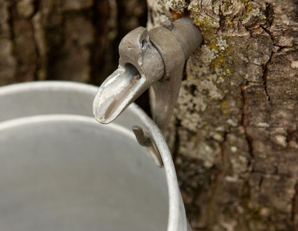 maple syrup tap on tree