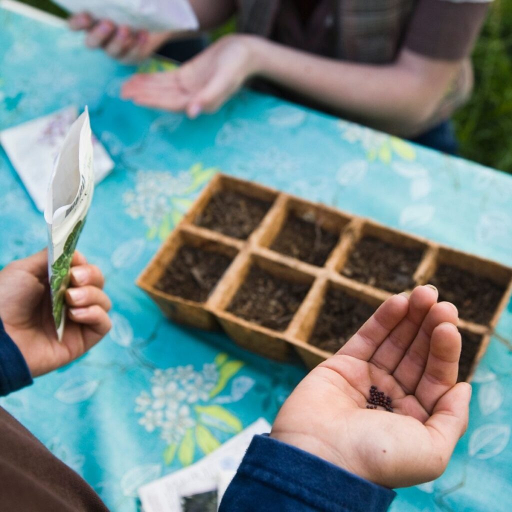 planting seeds in starter container