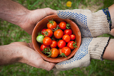 two pairs of hands holding a bowl of ripe cherry tomatoes