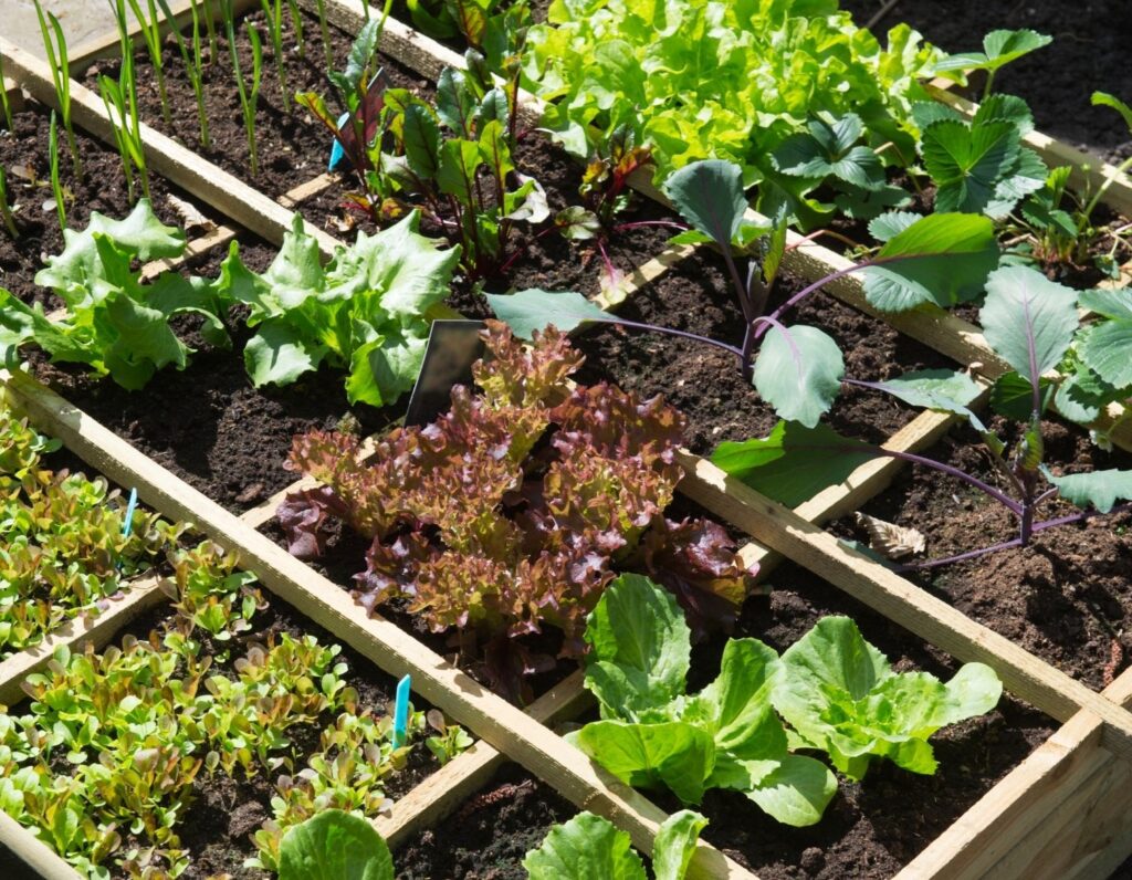 vegetable garden