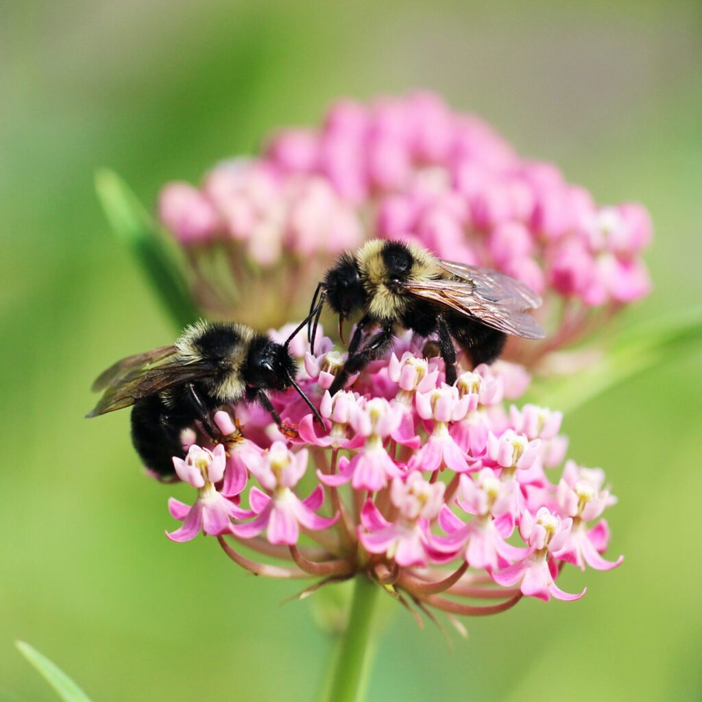 bees on pink flowers