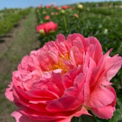 peony