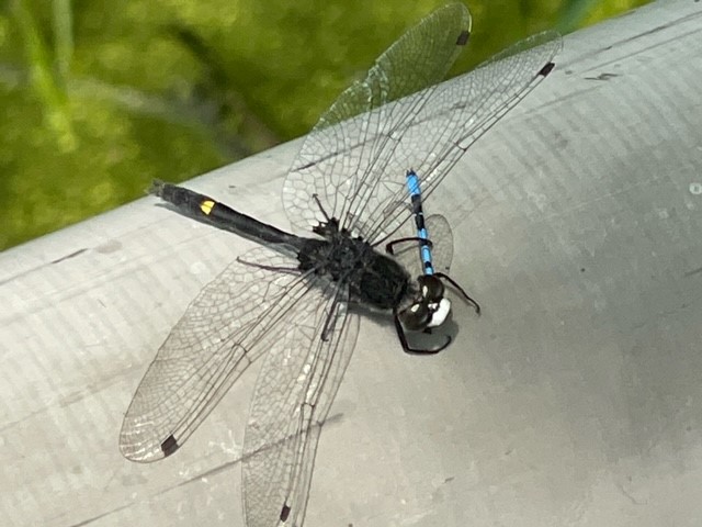 dragonfly with blue