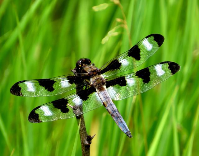 spotted dragonfly