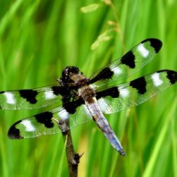 spotted dragonfly