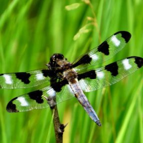 spotted dragonfly