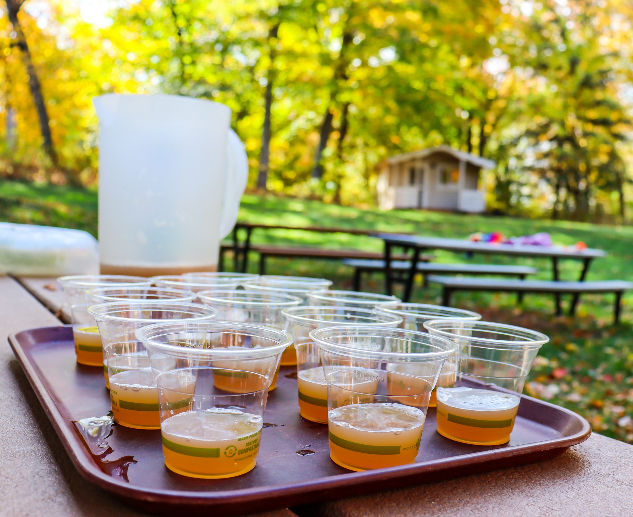 Cups of Apple Cider at Wargo Nature Center Fall Festival.