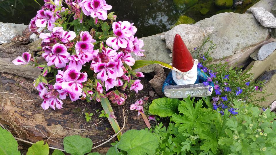 Searching for Gnomes in Blaine MN 