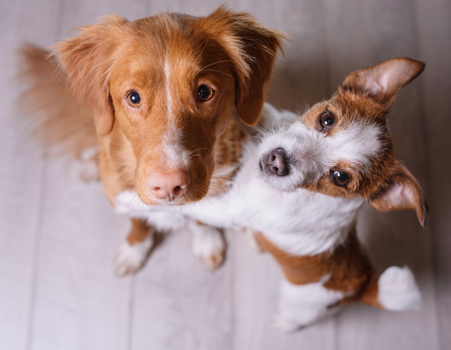 Two small dogs looking up to camera.