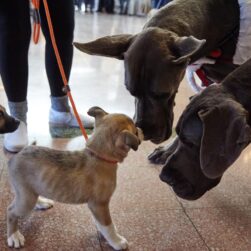 Two tiny dogs greeting two large dogs.