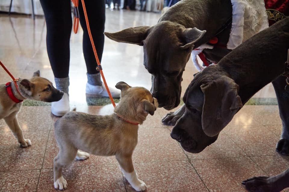 Two tiny dogs greeting two large dogs.