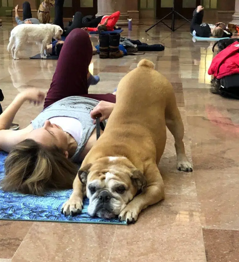 Woman lying on yoga mat with large dog beside her for doggie yoga session.