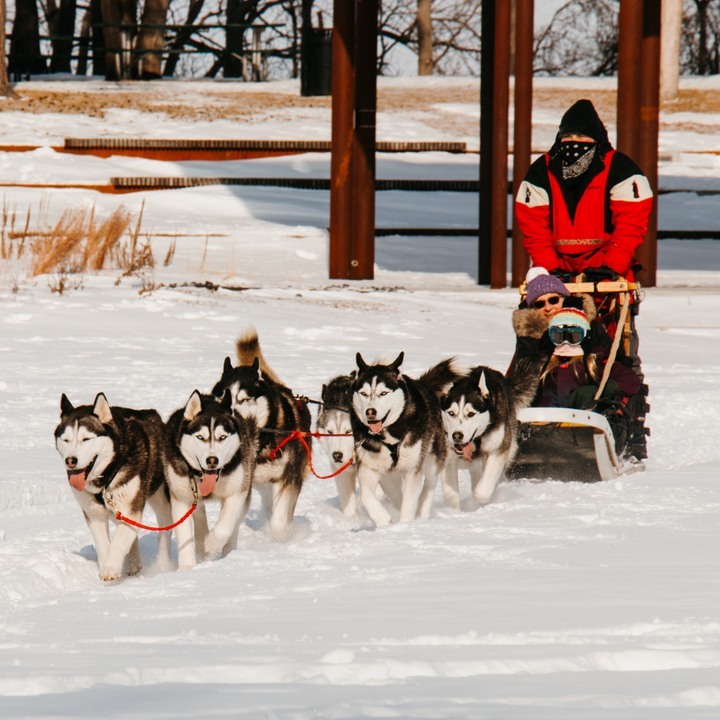 Klondike Dog Derby sledding team. 