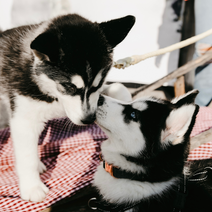 Sled Dog Puppies.