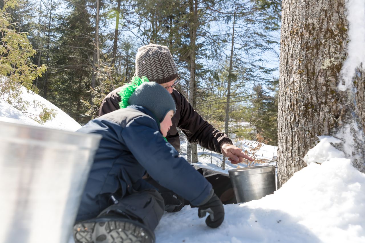 Man and Boy tapping maple tree for syrup