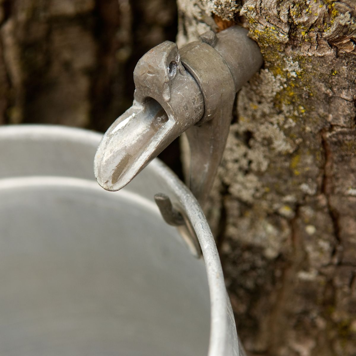 Maple Syrup Tap with Bucket