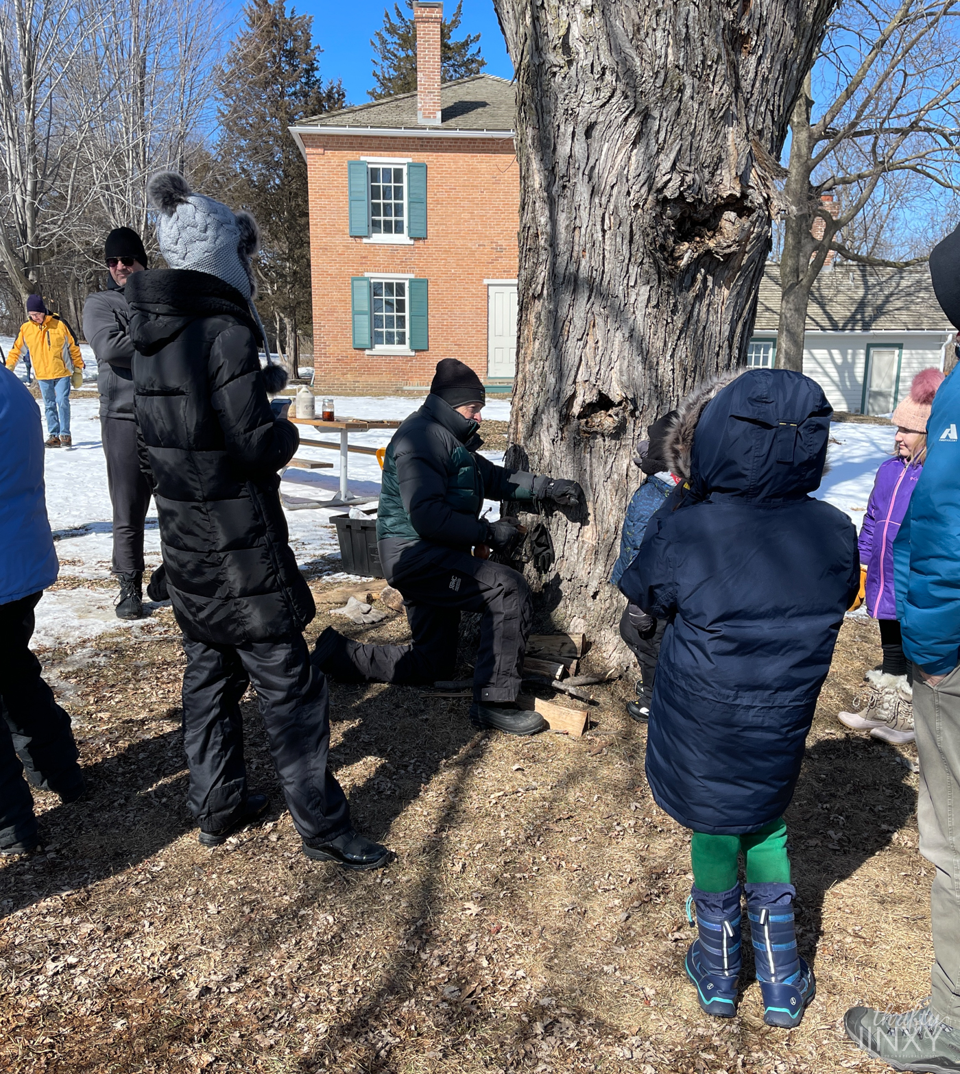 Tapping Maple Tree for Sap