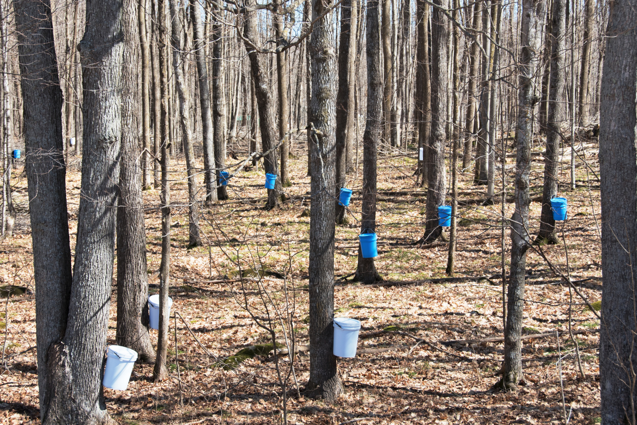 maple trees tapped for syrup