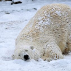 polar bears at como