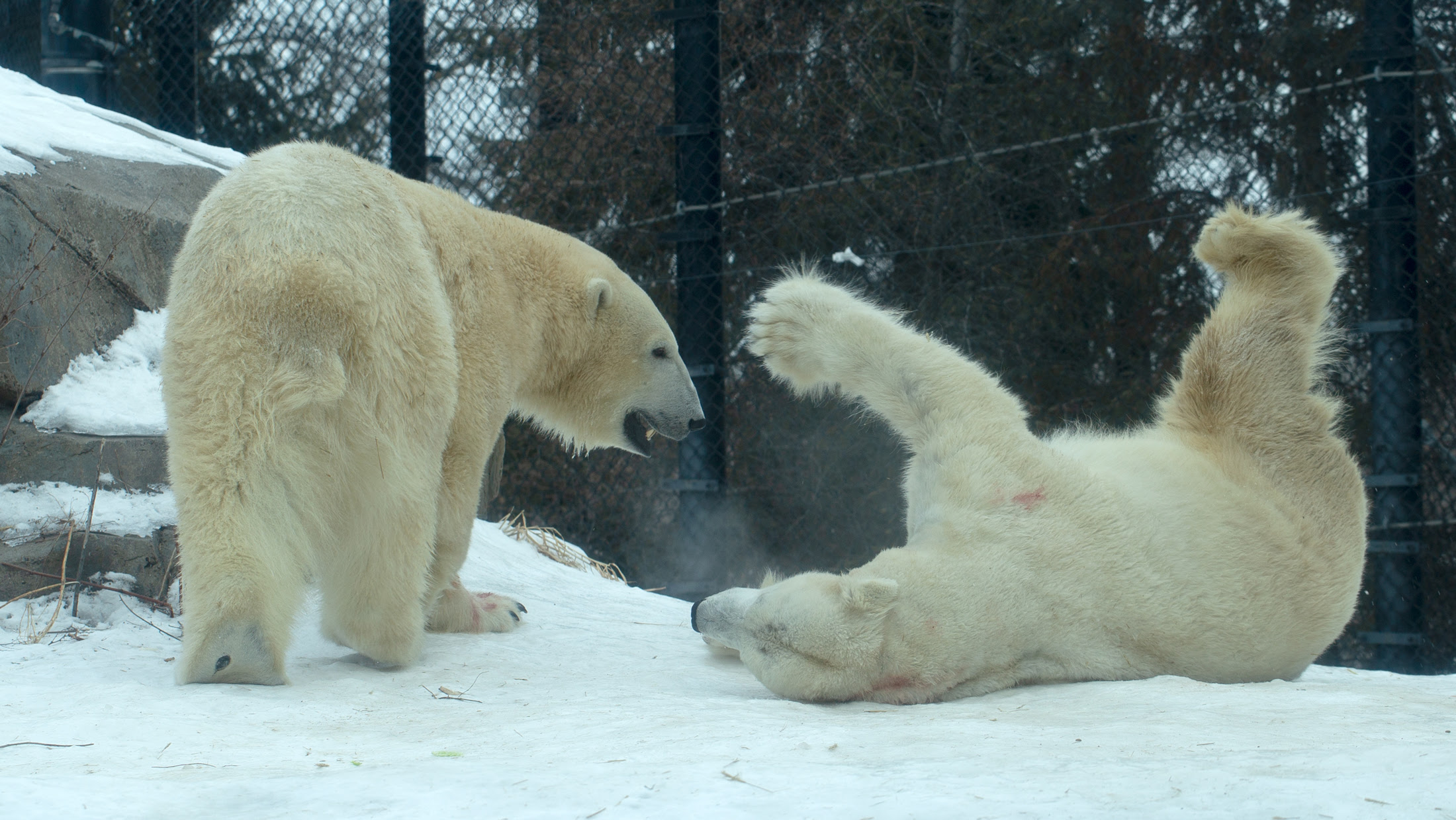 polar bears at como zoo.