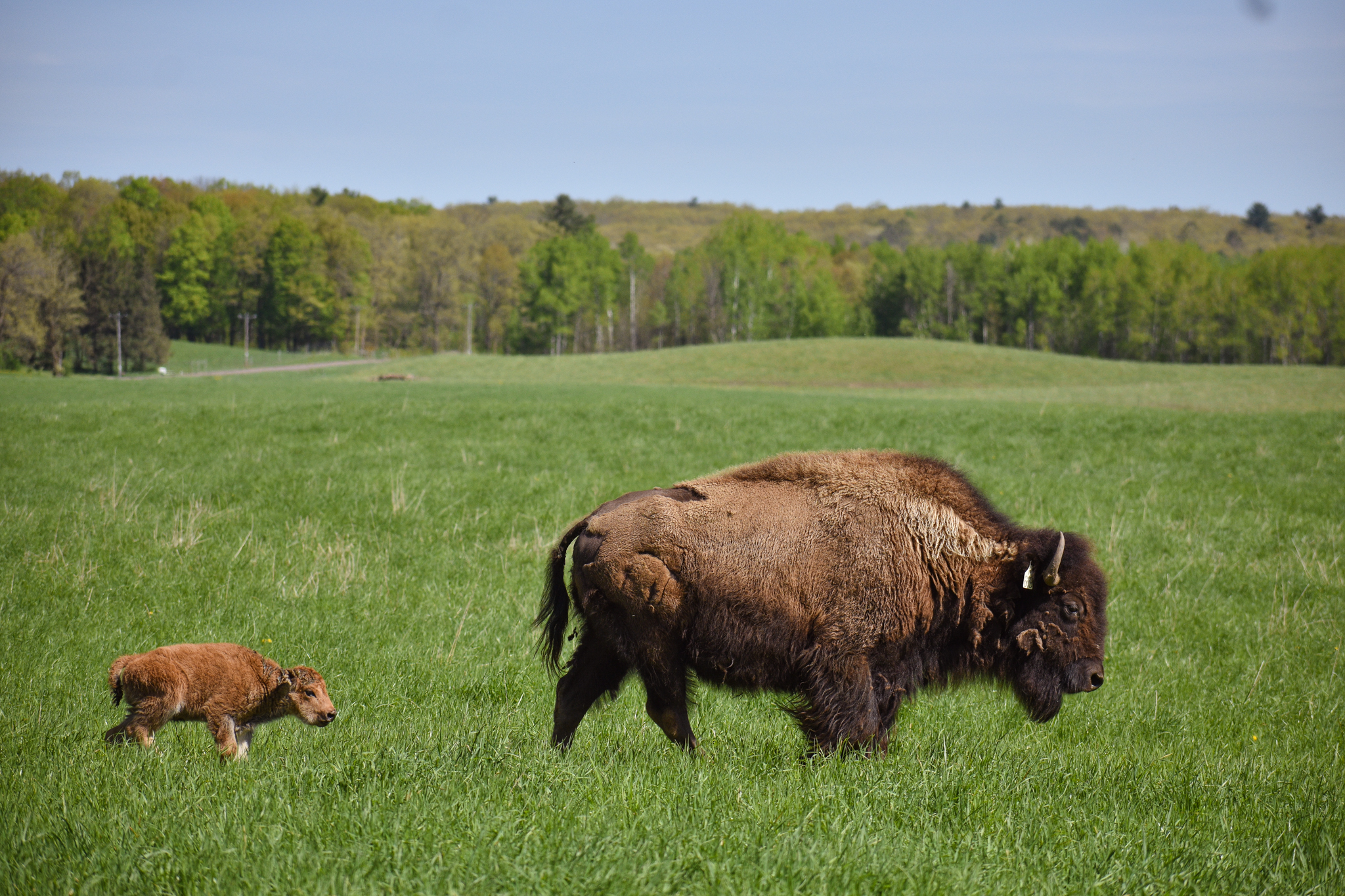Belwin Conservancy Bison Calf and Cow