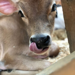 Calf licking nose with tongue