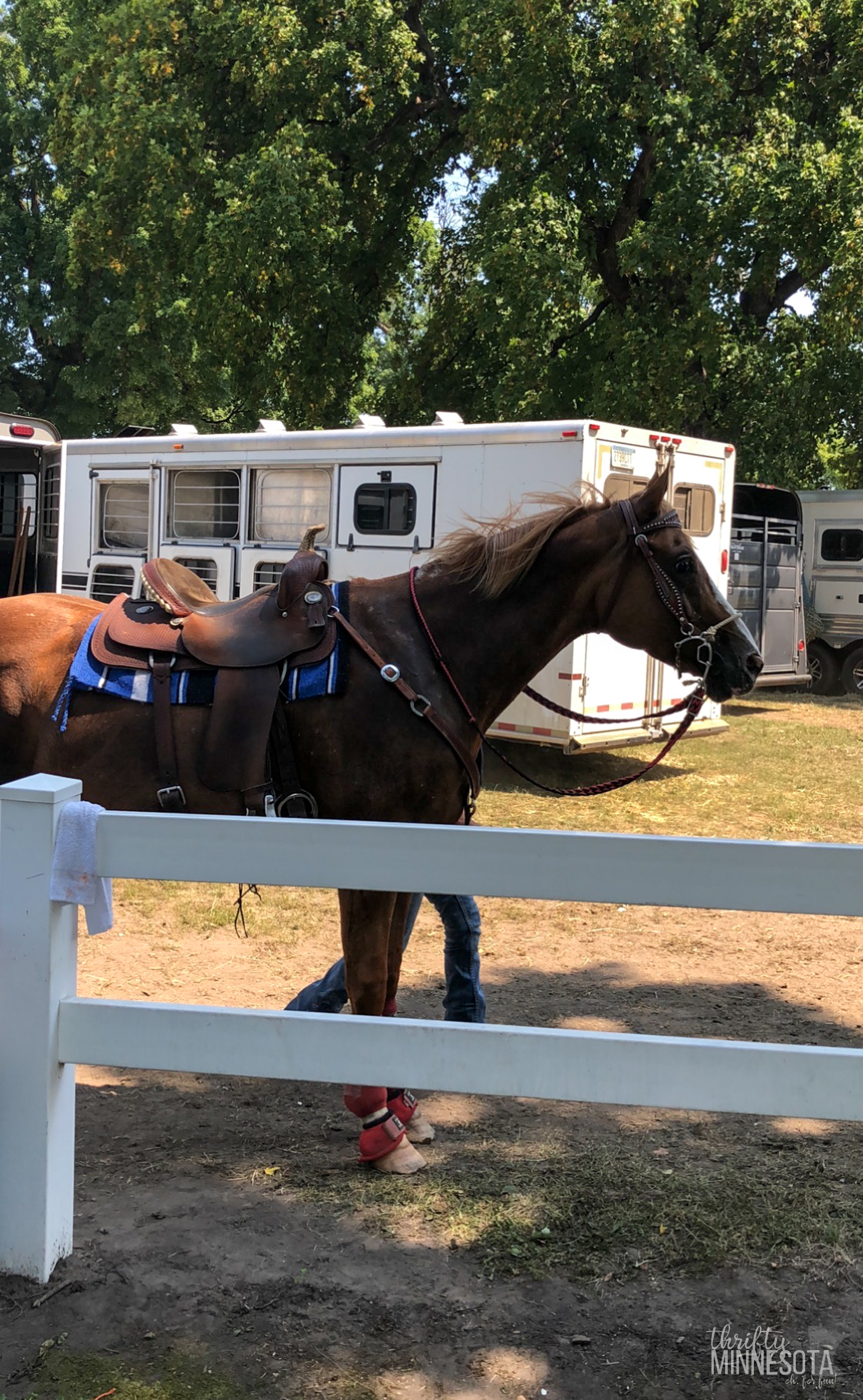 Horse in front of horse trailer at county fair