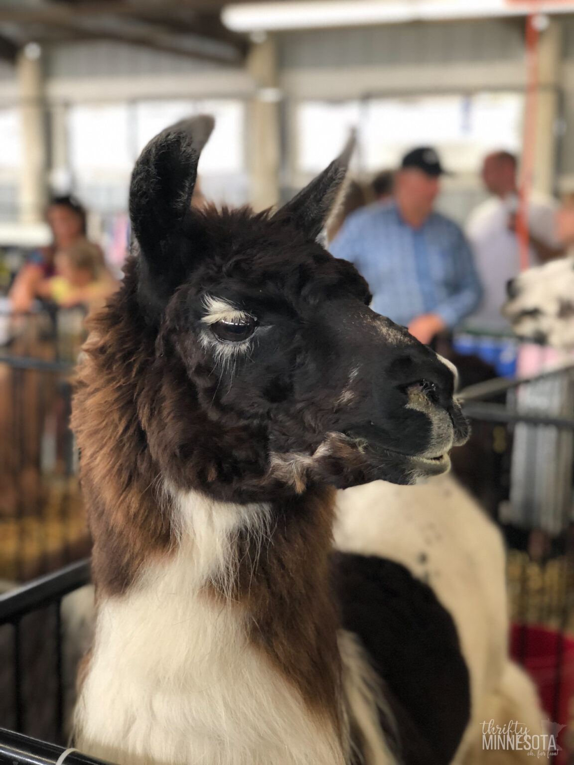 Minnesota County Fairs List 80+ Fairs to Visit in 2024 Thrifty Minnesota