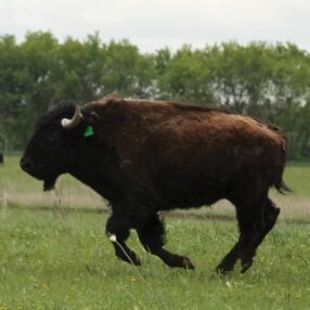 Bison at Belwin.