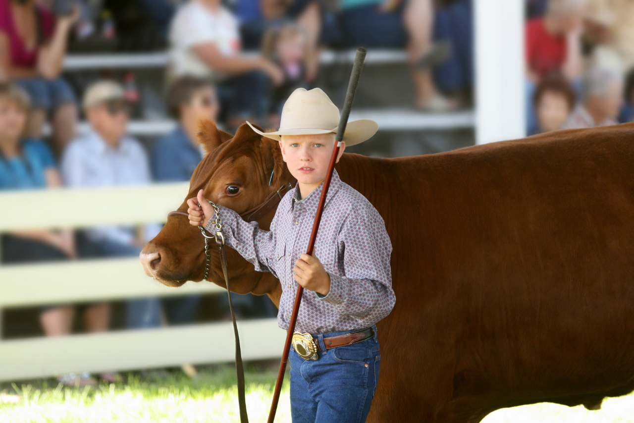 county fair livestock judging