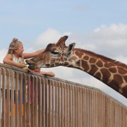 hemker zoo giraffe feeding