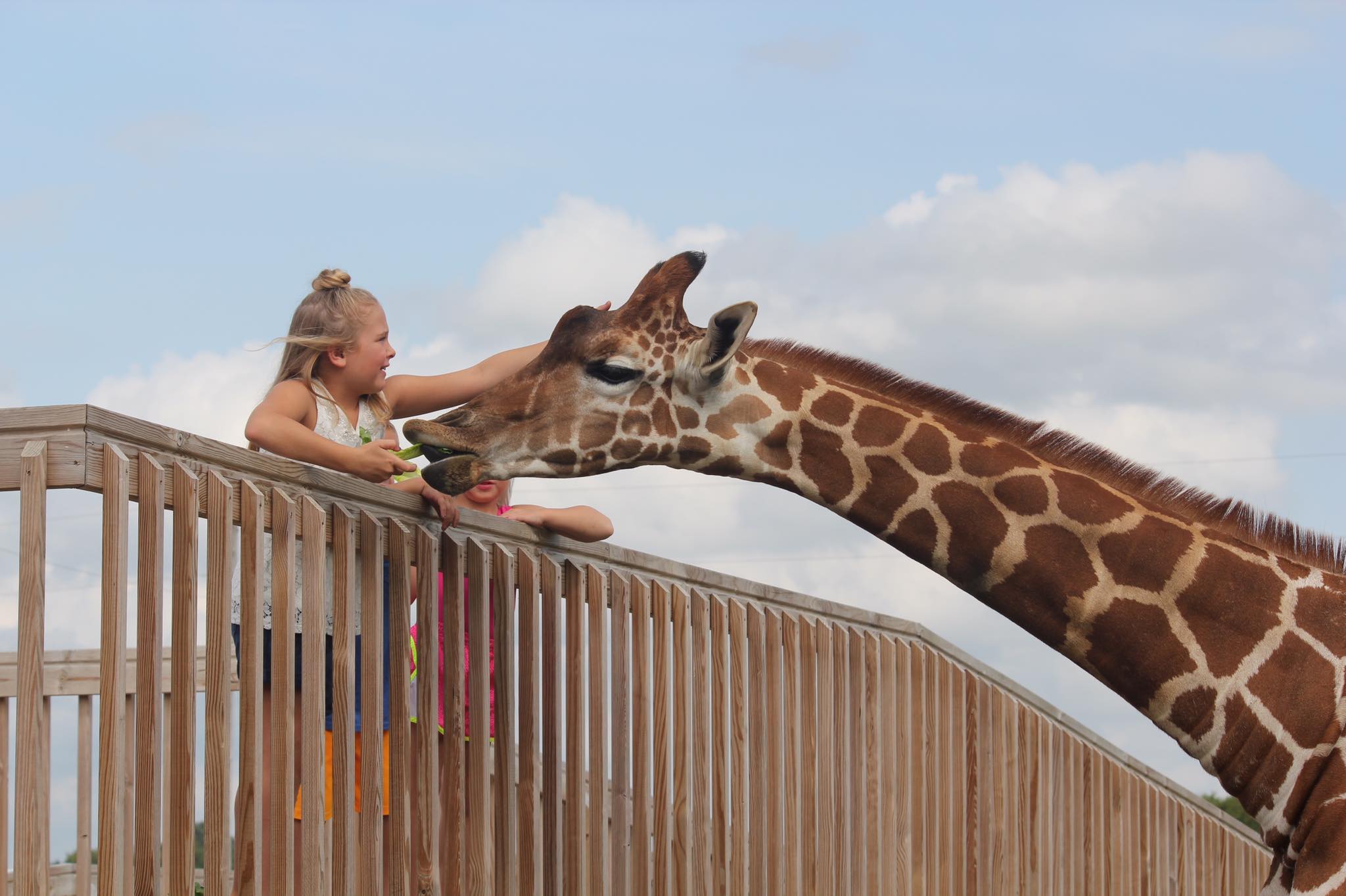 hemker zoo giraffe feeding