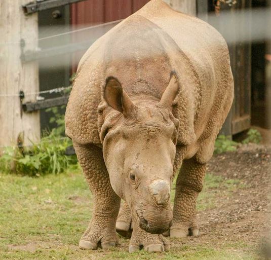 rhino at hemker zoo