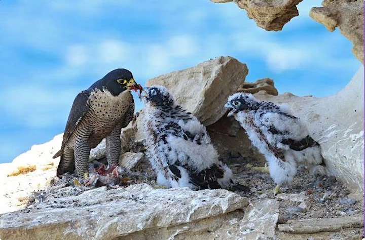Perigrine Falcons
