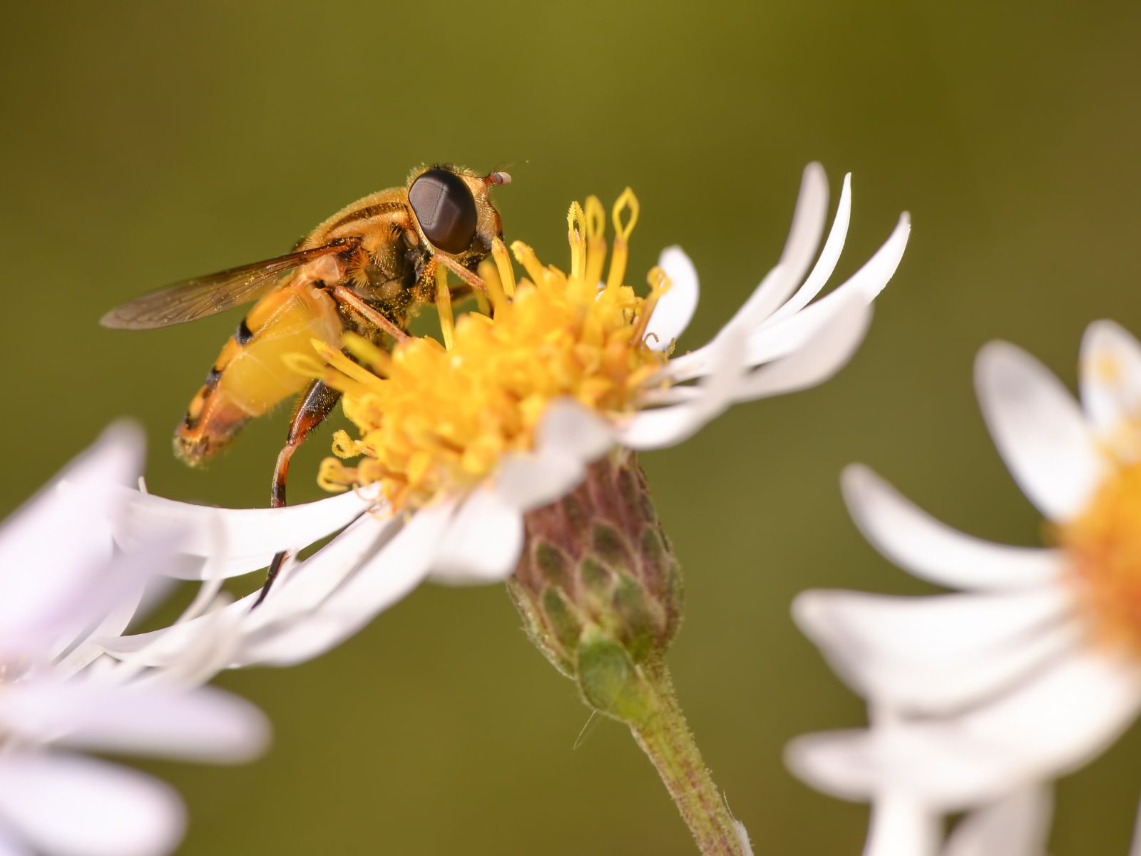 bee on flower at Eloise Butler Wildflower